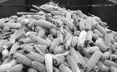 新产玉米收购价直线下滑_农副产品 - 开拓者金融网